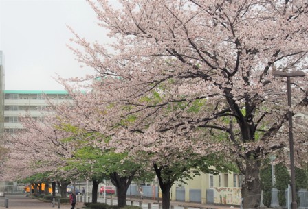 正面通路のソメイヨシノと、葉桜になったカワヅザクラ