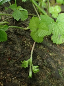 4_20200524ヘビイチゴほふく茎