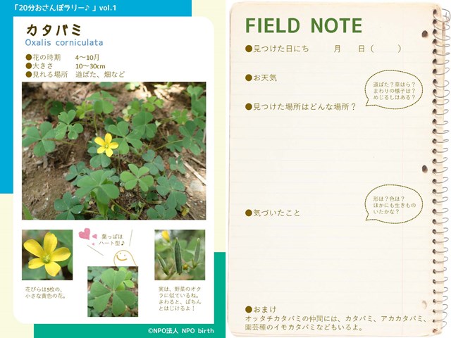 s-②20分おさんぽラリー_vol.1 カタバミ