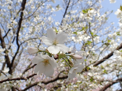 2_オオシマザクラ花